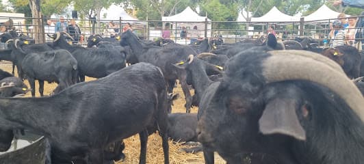 Santa Margarita and Els Monjos Weekly Market