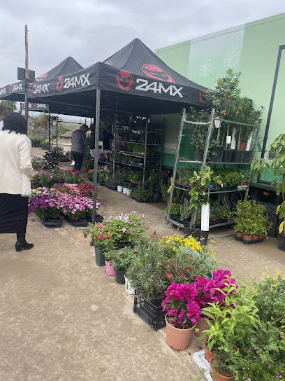 San Juan de los Terreros Street Market